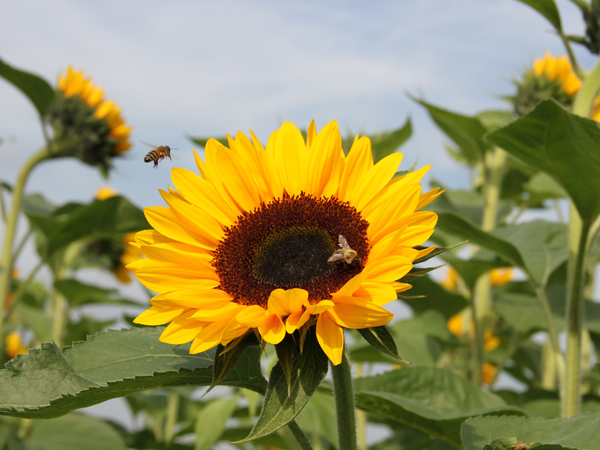 Eine Sonnenblume 